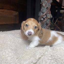 Jingles - Dapple male Dachshund puppy in Washburn, Tennessee from Clinch Mountain Dachshunds