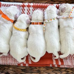 4th pick female - Yellow female Labrador Retriever puppy in Mt. Vernon, Texas from Bohlken Labradors