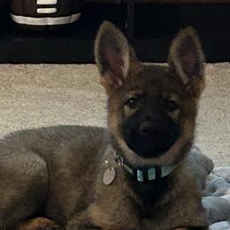 German Shepherds from Carlson Hill Farm