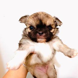 One In Million. Price 11500( Black Mask ) - Black sabled silver male Chihuahua puppy in Santa Rosa Beach, Florida from Eva's Chihuahua