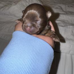 Maple - Chocolate and tan female Shih Tzu puppy in Riverside, California from It’s a Shih Tzu world