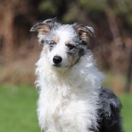 Bonsai - Border Collie