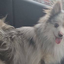 Pomskies from Jill's Pomskies