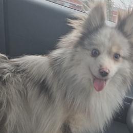 Pomskies from Jill's Pomskies