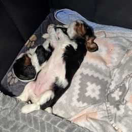 Cavalier King Charles Spaniel Puppies from Paradise Cavaliers