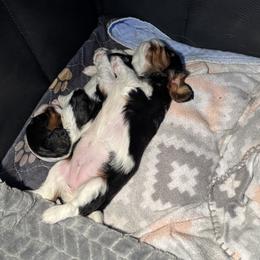 Cavalier King Charles Spaniel Puppies from Paradise Cavaliers