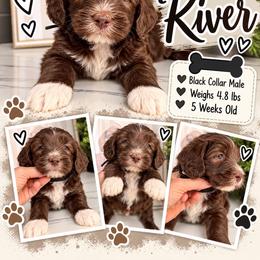 River - Black Collar - Brown and white male Bernedoodle puppy in Winfield, Alabama from Rose Lane Doodles