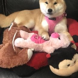 Shiba Inu Puppies from Hillsdale Shiba Inu