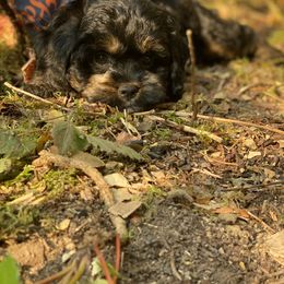 Cavapoo and Cockapoo Puppies from Heavenly puppies to love