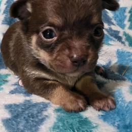 Stitch - Chocolate and tan female Chihuahua puppy in Wytheville, Virginia from Southwest Virginia Chihuahua