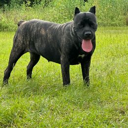 Sasha - Cane Corso