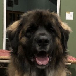 Jenta - Leonberger