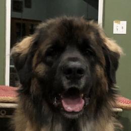 Jenta - Leonberger