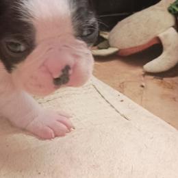 Trooper - Brindle Boy black - Black brindle and white male Boston Terrier puppy in Hamilton, Montana from Reds Studio