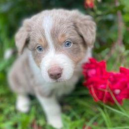 Blue Collar - Lilac male Border Collie puppy in Gadsden, Alabama from Collie Wood Hills