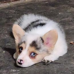 American Corgi and Pembroke Welsh Corgi Puppies from Nightstreak Corgis