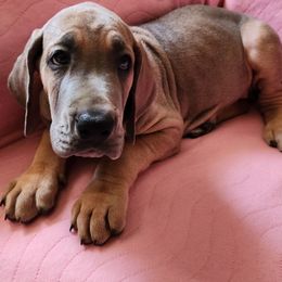 Brookies - Fawn female Great Dane puppy in Bay Shore, New York from Gentle Giant Companions