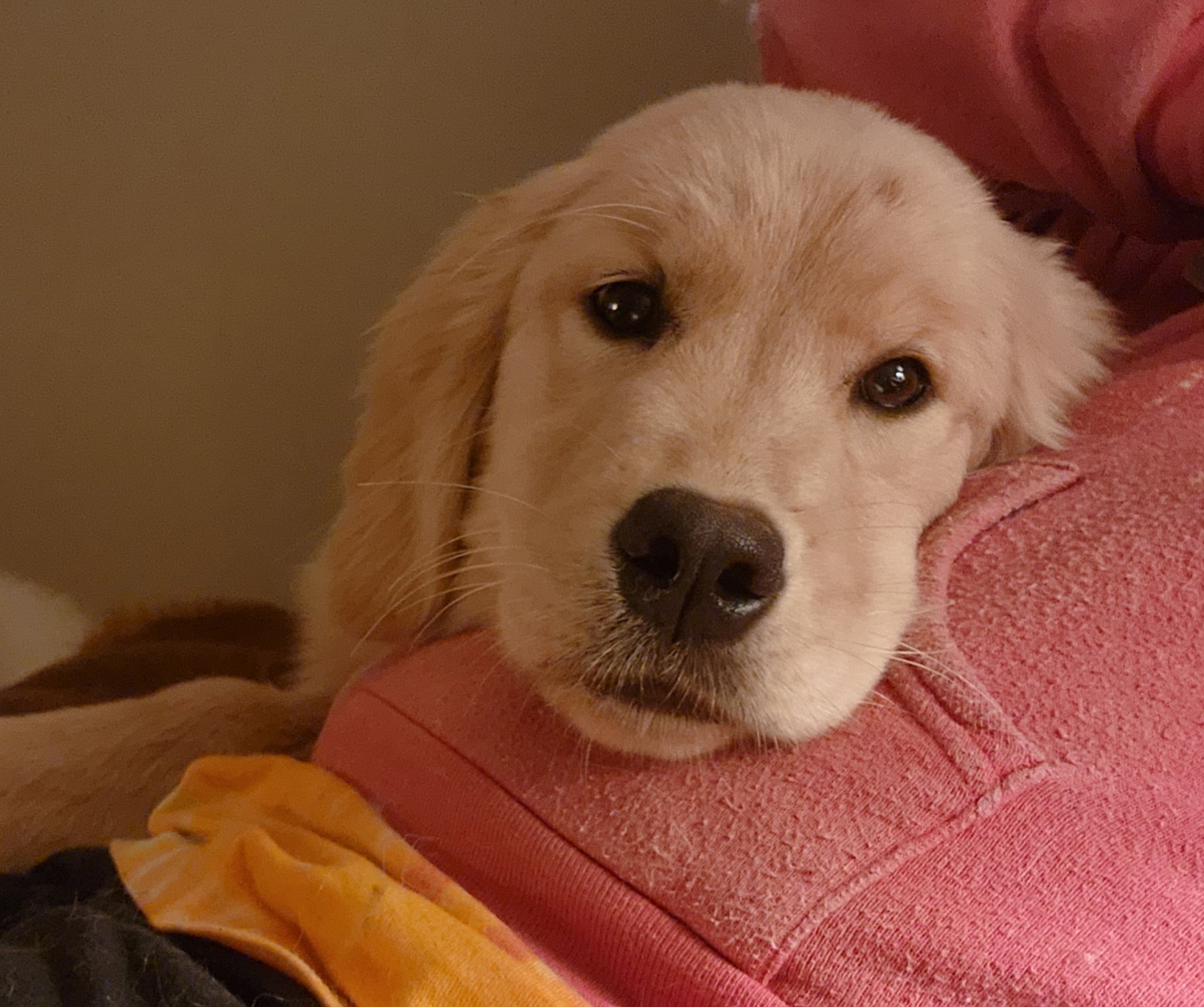Golden Retriever and Samoyed Puppies from Snowshoe Samoyeds & Impact Golden Retrievers