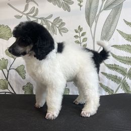 NYSSA - Parti Poodle puppy in Sheboygan, Wisconsin from Juicy Standards