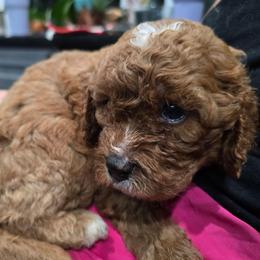 Boy 3 - Red male Cavapoo puppy in Knoxville, Tennessee from Shannan's Cavapoos