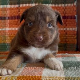 WITCHY - Red tri-color female Australian Shepherd puppy in Star City, Arkansas from Blush & Lace Aussie Co.