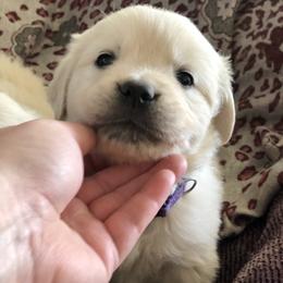 Golden Retriever Puppies from Brightside Goldens