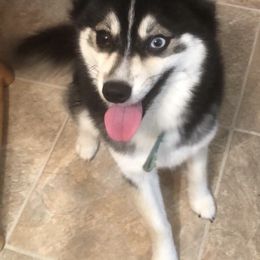 Oreo - Pomsky
