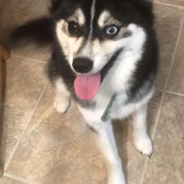 Oreo - Pomsky