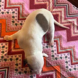 Valentine - White and fawn female Whippet puppy in Oneida, Tennessee from Saving Grace