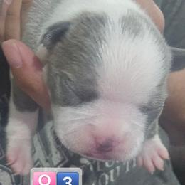 Girl 3( 5th born) - Blue female Boston Terrier puppy in Versailles, Indiana from Benhams Bostons