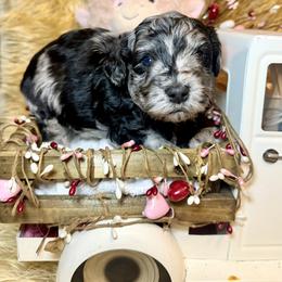 Benny - Merle male Goldendoodle puppy in North Branch, Michigan from Graceful Miniature Goldendoodles