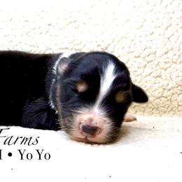 BTM Yo-Yo - Black tri-color male Australian Shepherd puppy in Shelby, Alabama from Legacy Farms