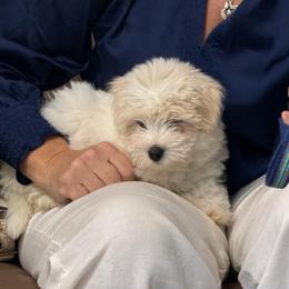 Pippa - White female Coton de Tulear puppy in Warrenton, Virginia from Four Lochs LLC