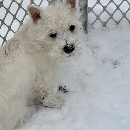 West Highland White Terrier All Grown Up from Dixieland Westies