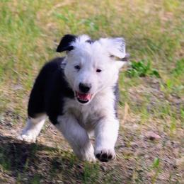 Iggy - Black and white male Border Collie puppy in Custer, South Dakota from Pinpoint Border Collies