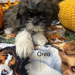 Oreo - Black and white female Shih Tzu puppy in Conway, Missouri from Hillside Loop Kennel LLC