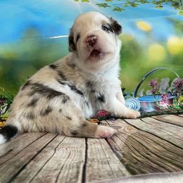 Miniature Australian Shepherd Puppies from Happy Tails, Colorado Mini Aussies