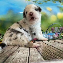 Miniature Australian Shepherd Puppies from Happy Tails, Colorado Mini Aussies