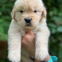 Golden Retriever puppies from Seven Hills Goldens