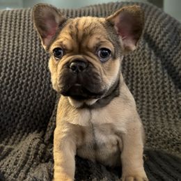 French Bulldogs from Willamette Valley Doodles