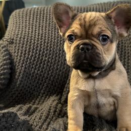 French Bulldogs from Willamette Valley Doodles