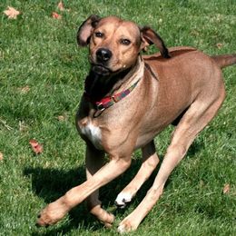 Rhodesian Ridgebacks from Oluchi Hounds