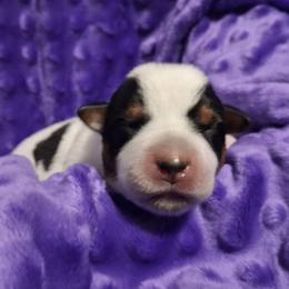Five - Blue male Australian Cattle Dog puppy in Fife Lake, Michigan from Kurczak Farm LLC