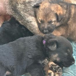 Purple - Black and tan female German Shepherd puppy in Winters, California from Vom Haefner German Shepherds