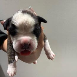 Male (orange) - Fawn male Boxer puppy in Jamesville, New York from Reynolds Homestead Boxers
