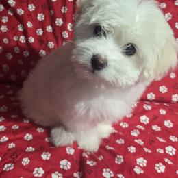 Shimmer - White female Havanese puppy in Granger, Indiana from Melissa's Havanese