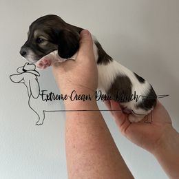 Dachshund Puppies from Extreme Cream Doxie Ranch