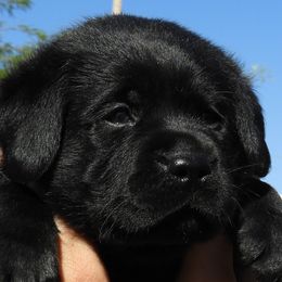 Labrador Retriever Puppies from Outlaws labradors