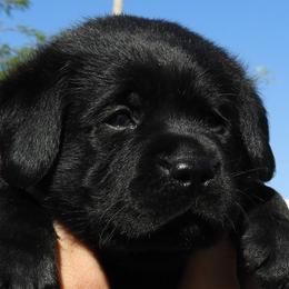Labrador Retriever Puppies from Outlaws labradors