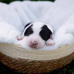 Spot - Black and white male Sheepadoodle puppy in Los Angeles, California from Exquisite Doodles